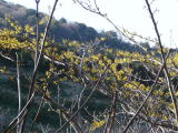 「万葉集」にも詠われた北区三ヶ日町の「乎那の峯」は、日本の南限と言われるマンサクの群生地としても知られています。早春に糸のように細い花びらの花を咲かせ、山が黄色く染まります。遅咲きの「三ヶ日桜」も知られています。