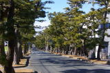 旧東海道の松並木は、徳川家康の命令でクロマツが植えられたのが始め。正徳2年(1712)、馬郡村の境から舞阪宿の東のはずれの見付石垣まで、8町40間（約920m）の間に1120本植えられた、とあり、約400年後の今日でも道の両側に立派な松が並び、約400本が残されています。