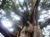 天竜区春野町、春埜山の山頂近くの大光寺境内にあり、樹齢1300年と伝えられる巨樹。樹高43m、目通り14m、枝張り31m、大きく枝を広げた荘厳で荒々しい姿は他に類を見ることがなく、見る者を圧倒します。
