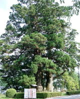 国道152号、船明ダムの東、かつての諏訪神社参道にあり、樹高33mと29mの二本杉。船明ダム工事により5m程埋められましたが、浜松市の天然記念物に指定されています。