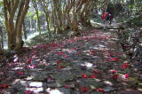 本坂道（姫街道）が静岡県から愛知県に入る峠道には、樹齢200年を超えるツバキ原生林が続き、2月中旬から3月上旬にかけてヤブツバキの花のトンネルができ、真っ赤な落花が石畳に彩りを添えます。