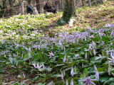 県内有数の群生地。日当たりの良い雑木林の斜面に自生する約35,000株のカタクリは、3月末～4月上旬の短い期間にピンク色の花を咲かせます。ほぼ同じ季節、ニリンソウの可憐な花を見ることもできます。