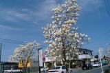かつての「奥山線」跡、約8km続く北区の通称「軽便道路」の街路樹は約550本の白モクレンが植えられ、いつしか親しみを込めて「モクレン通り」と呼ばれるようになりました。春には芽吹きに先立ち、白くて大きな花が一斉に開きます。