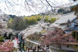 行基の開山と言われる古刹。500本のソメイヨシノやシダレザクラが、歴史ある境内を彩る桜の名所として親しまれています。